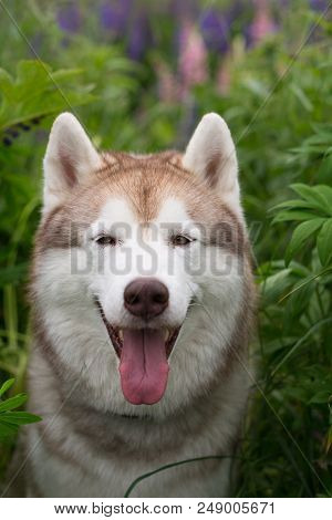 Close-up Portrait Of Lovely Beige Dog Breed Siberian Husky With Tonque Hanging Out Sitting In Lupin 