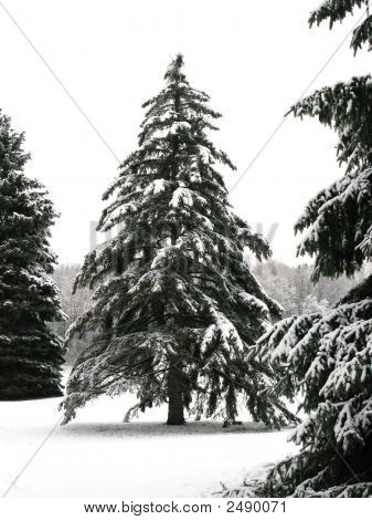 Pinheiros carga de neve