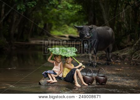 The Freshness Of The Children Rural In The Rainy Season.children Are Happy To Play And Hold Green Um