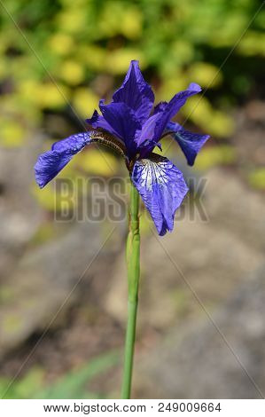 Golden Netted Iris Flower - Latin Name - Iris Reticulata