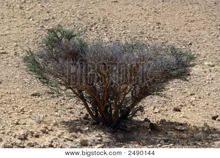 Desert Plant_