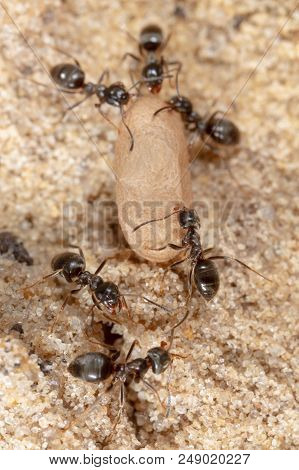 Ants And Formic Eggs In Nature. Macro