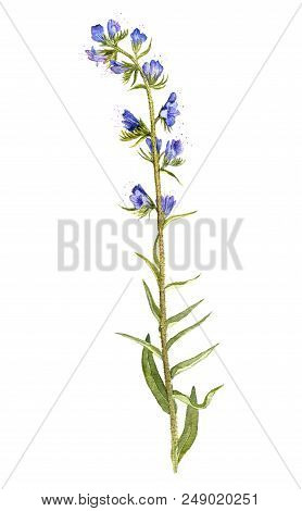 Watercolor Drawing Flower Of Blueweed, Painted Botanical Illustration, Hand Drawn Floral Illustratio