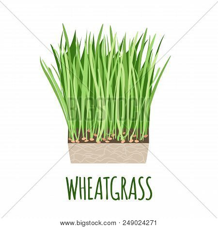 Wheatgrass Vector Logo In Flat Style. Isolated Object. Superfood Wheatgrass Medical Herb. Vector Ill