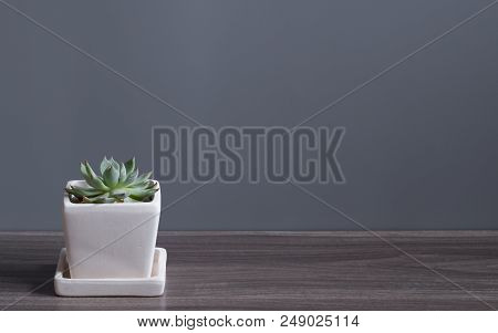 Green Cucculent Plant In White Flower Pot. Potted Succulent House Plants On Wooden Floor Against Gre