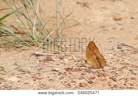 Single Butterfly  Eating Salt On Ground At Pang Sida National Park, Thailand
