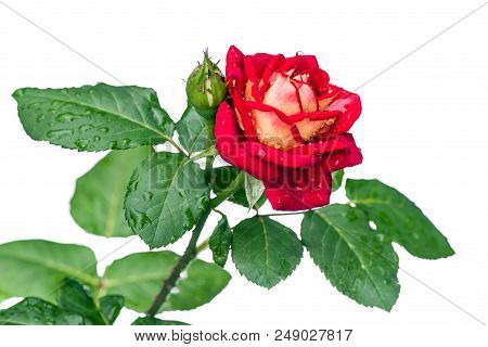 Leonidas Rose With A Bud In The Drops After The Rain Isolated On White. Selective Focus.
