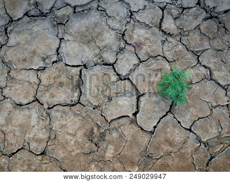 A Plant And The Parched Soil And Cracked Earth