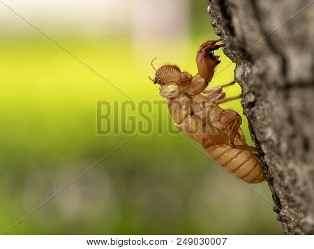 Cicada Slough On The Tree On Soft Focus