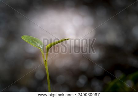 Little Plant Grow Up On Dark  Bokeh Background