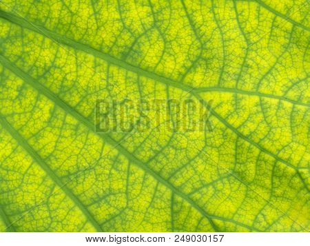 A Green Leaves Texture Use For Background
