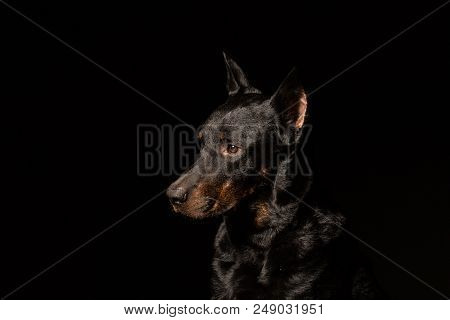 Doberman Pinscher Dog Standing And Looking In Front Of Him On Isolated Black Background, Side View