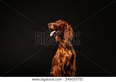 Portrait Of Red Irish Setter Panting On Black Background .studio Shot