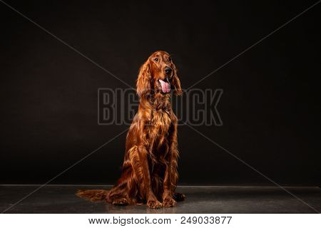 Portrait Of Red Irish Setter Panting On Black Background .studio Shot