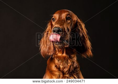 Portrait Of Red Irish Setter Panting On Black Background .studio Shot