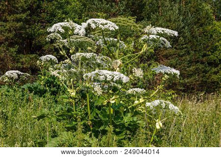Cow Parsnip Blooms In Summer In A Meadow