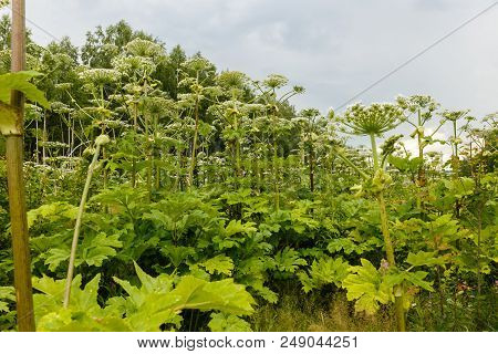 White Cow-parsnip Flower Clusters Macro View Against Cloudy Sky Background
