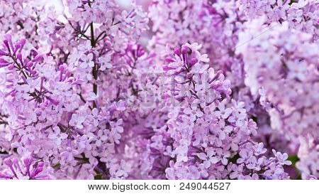 Flowering Tender Lilac In The Soft Morning Light, Nature Background