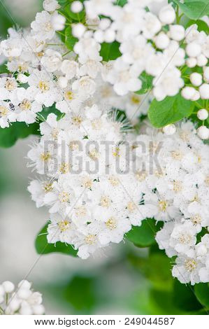 Flowering Tender Spirea In The Soft Morning Light, Nature Background