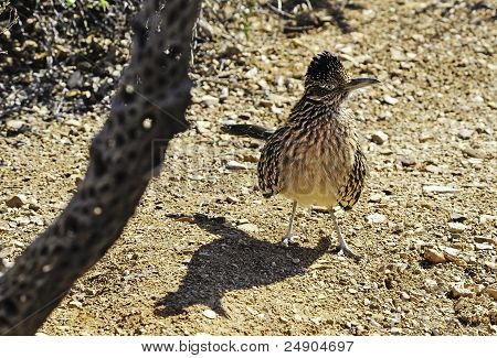 Roadrunner