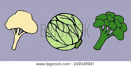 Broccoli, Cauliflower And Cabbage On A Purple Background