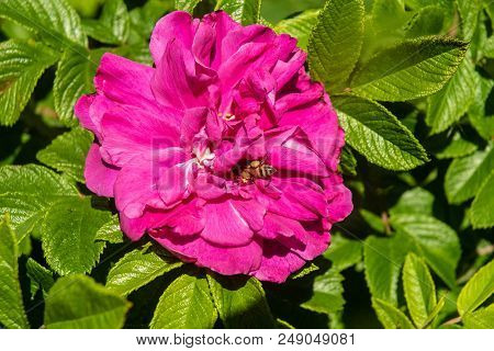A Bee Collects Nectur For A Bright Pink Rose.