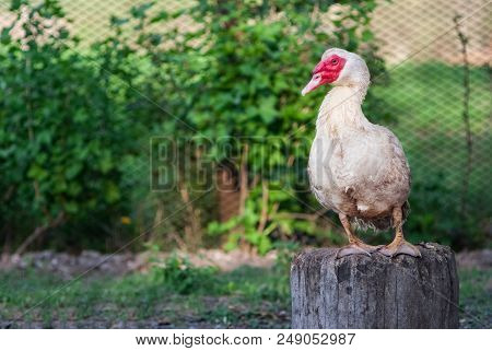 Single White Call Duck Looking At Camera.