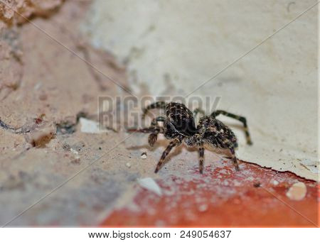 Common Jumping Or Zebra Spider On Windowsill