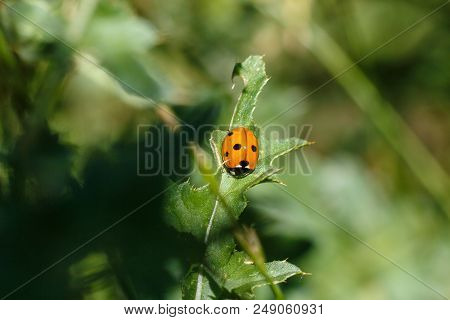 The Ladybird Sits On A Colored Leaf. Macro Photo Of Ladybug Close-up. Coccinellidae.
