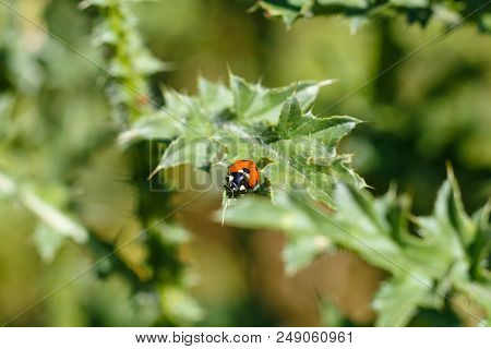 The Ladybird Sits On A Colored Leaf. Macro Photo Of Ladybug Close-up. Coccinellidae.