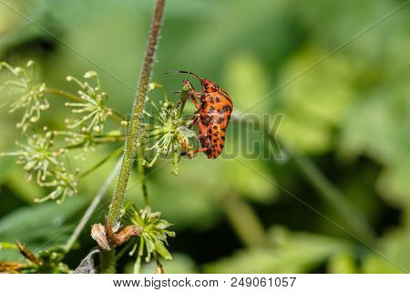 Photo Of An Insect Close-up. Macro Photo Of A Shield Bug In The Forest. The Beetle Sits On A Leaf Am