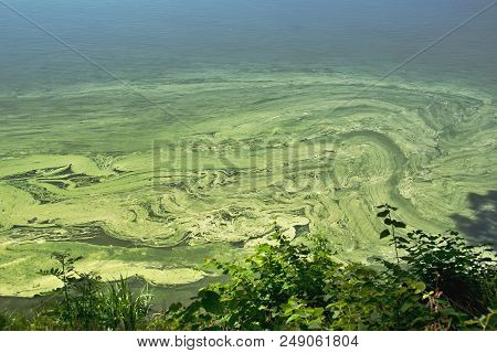 Water Surface Of The Pond Contaminated With Cyanobacteria