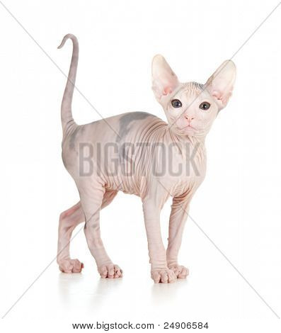 Sjove hairless sphynx killing isoleret
