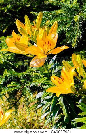 Bright Yellow Lilies Emit Light In The Sun Under Branches Of Prickly Fir