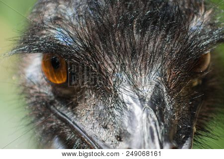 Close Up Image Of An Emu (dromaius Novaehollandiae) Head Pofile