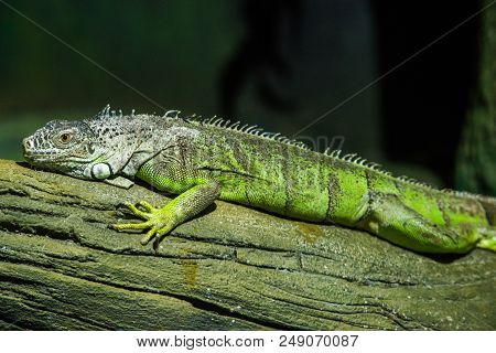 Green Iguana On Branch, Wild Nature Wallpaper