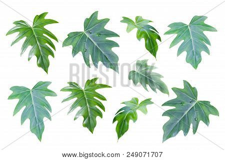 Set Of Green Leaves Of Monstera (split-leaf Philodendron) Tropical Foliage Plant Growing In Wild Iso