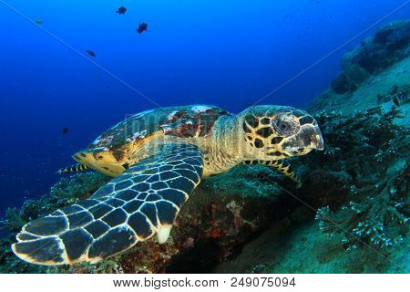 Hawksbill Sea Turtle 