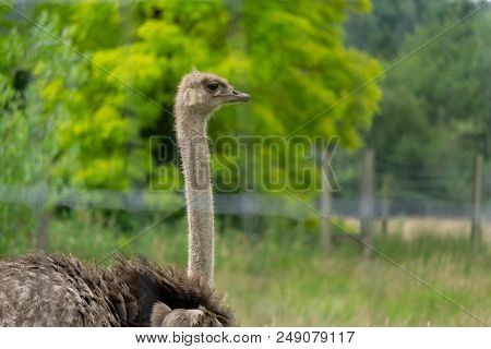African Ostrich Or Common Ostrich In A Grass Field
