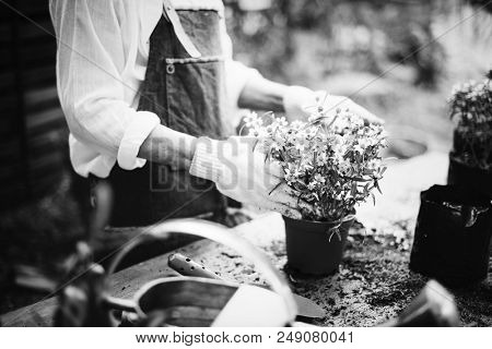 Woman planting flowers in a greenhouse