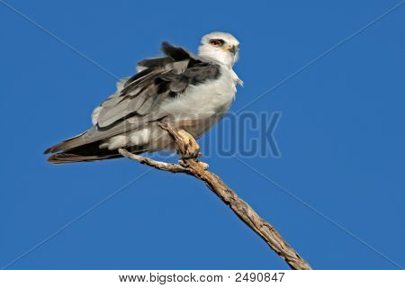 Sort bredskuldret glente