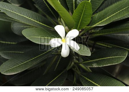 Very Beautiful White Frangipani Plumeria Tropical Flower