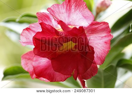 Beautiful Red Adenium Obesum Annual Garden Flower