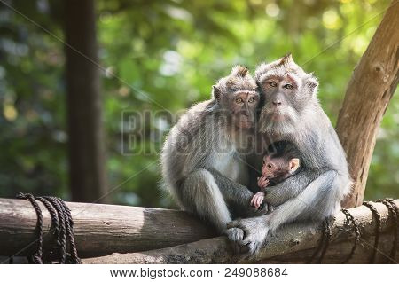 Family Of Monkeys With A Little Baby Macaque Near Tample In Monkey Forest, Ubud, Bali, Indonesia.