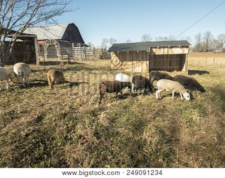 Nine Katahdin Ewe Sheep Grazing On Grass In Pen With Wooden Shelter In Background