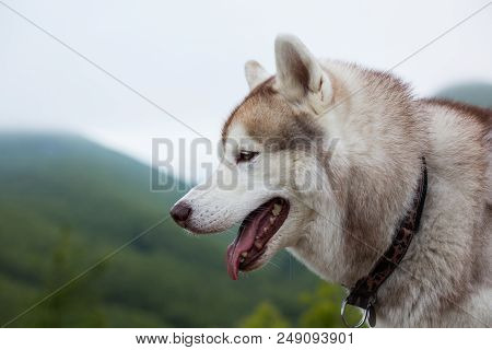 Profile Portrait Of Friendly Beige And White Siberian Husky Dog With Tonque Hanging Outat The Top Of