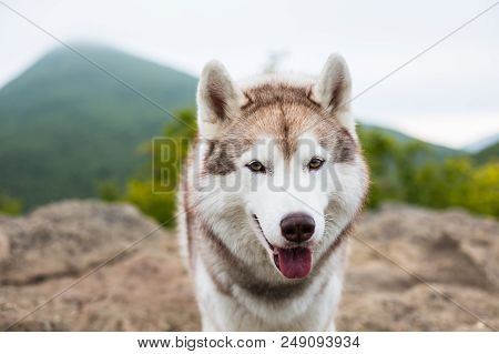 Close-up Portrait Of Friendly Beige And White Siberian Husky Dog With Tonque Hanging Outat The Top O