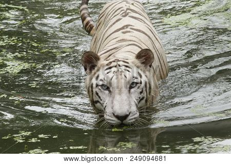 A Dangerous White Big Tiger Moving On River In The Forest