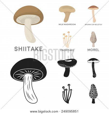Shiitake, Brown Cap Boletus, Enokitake, Milk. Set Collection Icons In Cartoon, Black Style Vector Sy