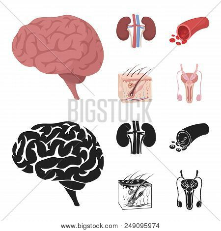 Brain, Kidney, Blood Vessel, Skin. Organs Set Collection Icons In Cartoon, Black Style Vector Symbol